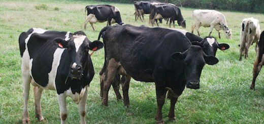 Vacas en el campo