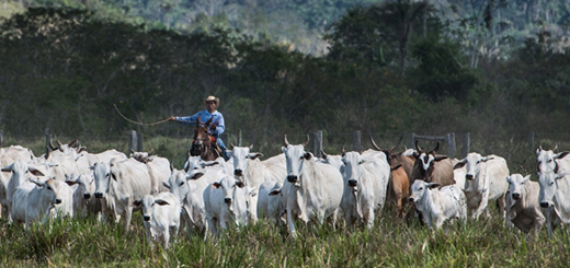 Hombre arreando vacas